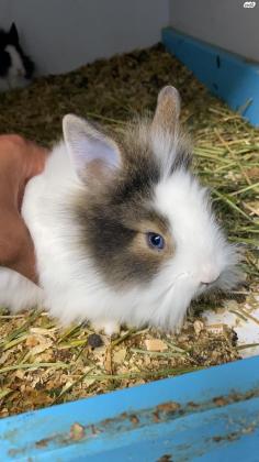 ארנב ננסי הולנדי