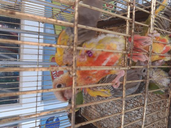 גרינצקים אננס אדום ואננס כחול