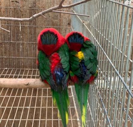 למכירה זוג לורי סטלה אדומים