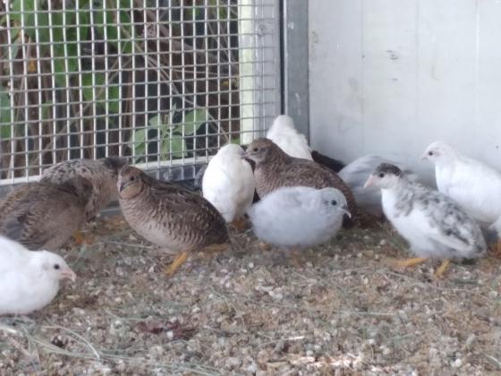 שליו סיני (רגל כתומה) ***