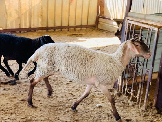 25 כבשים גזע ספולוק עם