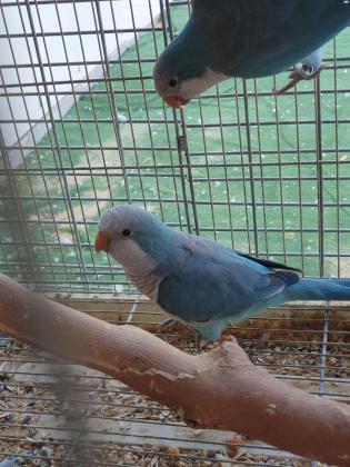 זוג קוואקר כחול מושלמים נקבה