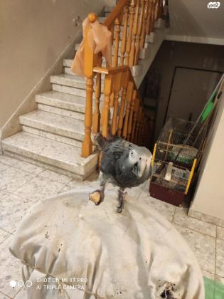 ז'אקו מסוג תימנה מחפש בית חם ופינוקים