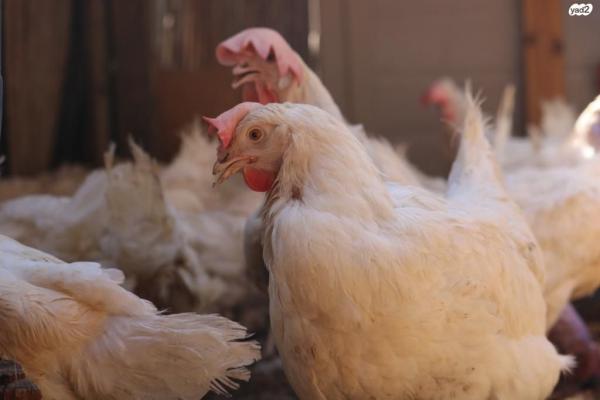 תרנגולות חופש מטילות זן לגהורן,