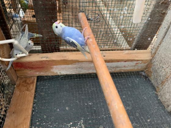 למכירה 20 תוכי