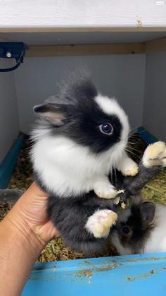 ארנב ננסי הולנדי