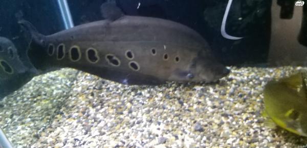 דג סכין ליצן, ממשפחת דגי סכין בת 3 שנים