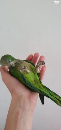 גוזלי קוואקר האכלת יד מוחתמים