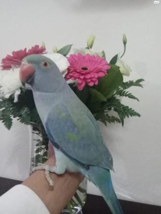 דררה כחולה האכלת יד עדינה