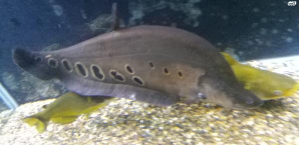 דג סכין ליצן, ממשפחת דגי סכין בת 3 שנים