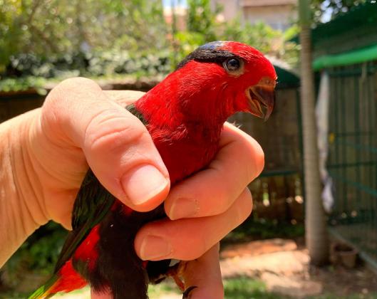 למכירה זוג לורי סטלה אדומים