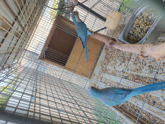 זוג קוואקר כחול מושלמים נקבה