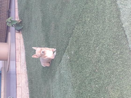 למכירה ציוואווה ננסי גזעי בן