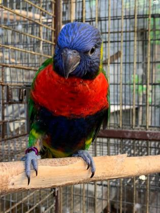 למכירה לורי האכלת יד חמוד מאוד ולא נושך