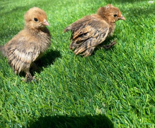 אפרוחים מסוג בוטיד בלגי בנטם