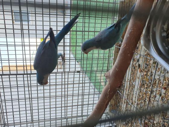 זוג קוואקר כחול מושלמים נקבה