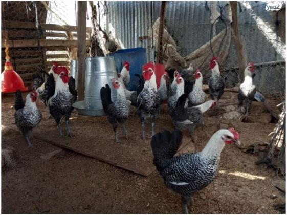 תרנגולות ותרנגולי פיומי ממצרים