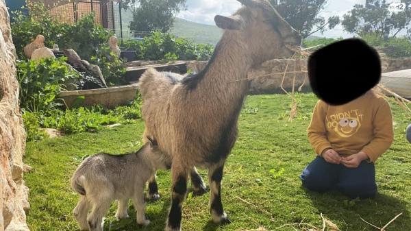 למכירה 2 עיזים ננסיות גזעיות