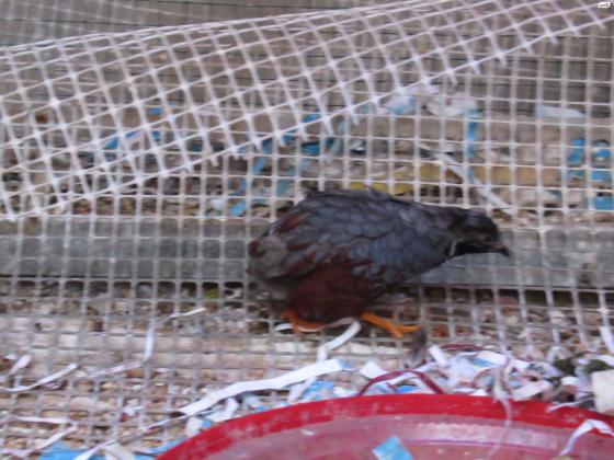 שליו סיני, זכר, גיל בערך שנה, פעיל