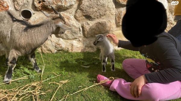 למכירה 2 עיזים ננסיות גזעיות