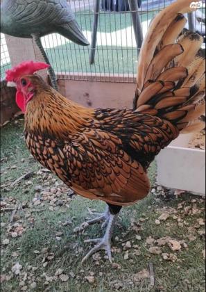 אפרוחי סיברייט בנטם גזעיים בני