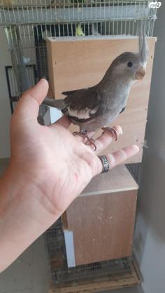 על המחיר תוכי קוקטייל האכלת