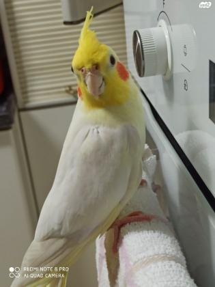 קוקטייל זכר לוטינו עיניים אדומות