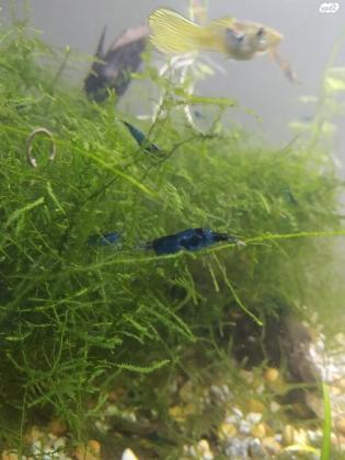 למכירה שרימפסים ניאוקרדינה כחולים קו