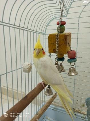 קוקטייל זכר לוטינו עיניים אדומות