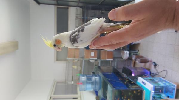 על המחיר תוכי קוקטייל האכלת