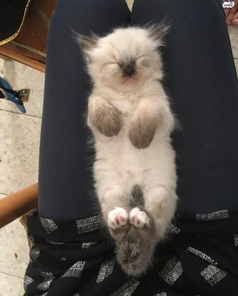 גור רגדול, בני חודש וחצי,