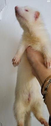 למכירה גורי חמוסים גזעיים, יבאו