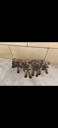 גורים רועה בלגי מלינואהרמה גבוה