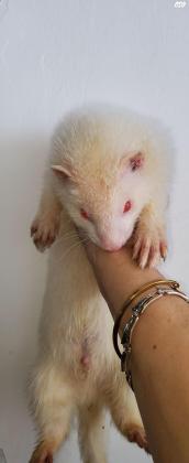 למכירה גורי חמוסים גזעיים, יבאו