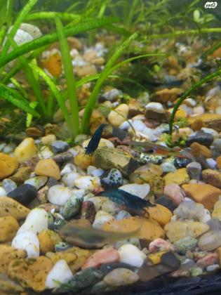 למכירה שרימפסים ניאוקרדינה כחולים קו