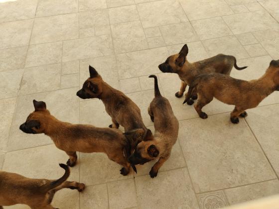 גורים רועה בלגי מלינואהרמה גבוה