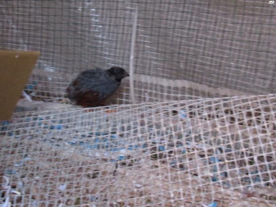 שליו סיני, זכר, גיל בערך שנה, פעיל