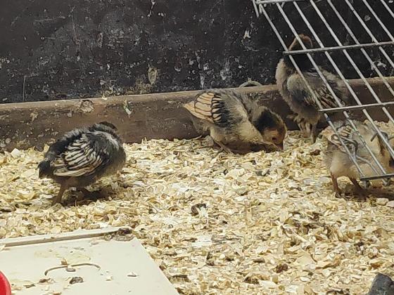 אפרוחי סיברייט בנטם גזעיים בני