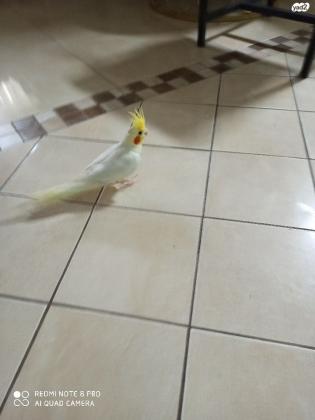 קוקטייל זכר לוטינו עיניים אדומות