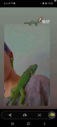 איגוואנה הירוקה למכירהבת שנה וקצתפעילה...
