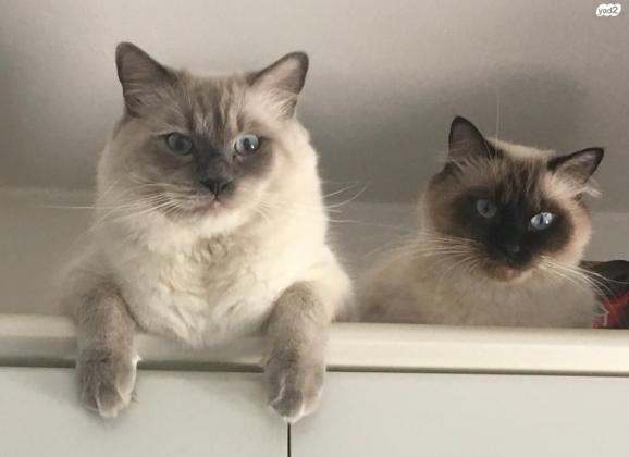 גור רגדול, בני חודש וחצי,