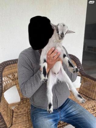למכירה 2 עיזים ננסיות גזעיות
