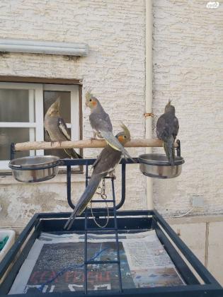 על המחיר תוכי קוקטייל האכלת