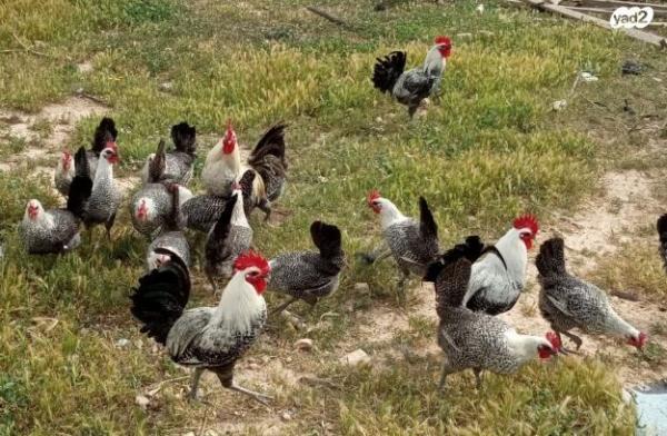 תרנגולות ותרנגולי פיומי ממצרים