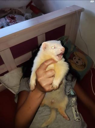 למכירה גורי חמוסים גזעיים, יבאו