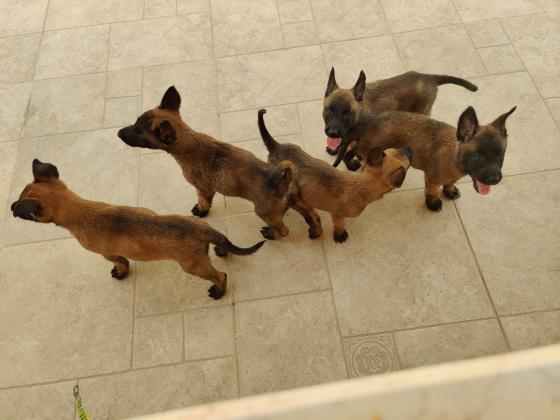 גורים רועה בלגי מלינואהרמה גבוה