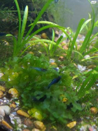 למכירה שרימפסים ניאוקרדינה כחולים קו