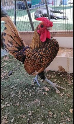 אפרוחי סיברייט בנטם גזעיים בני