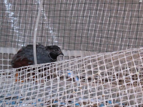 שליו סיני, זכר, גיל בערך שנה, פעיל