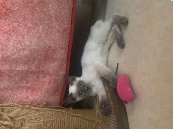 חתולים סיאמים בלו פוינט גזעיים